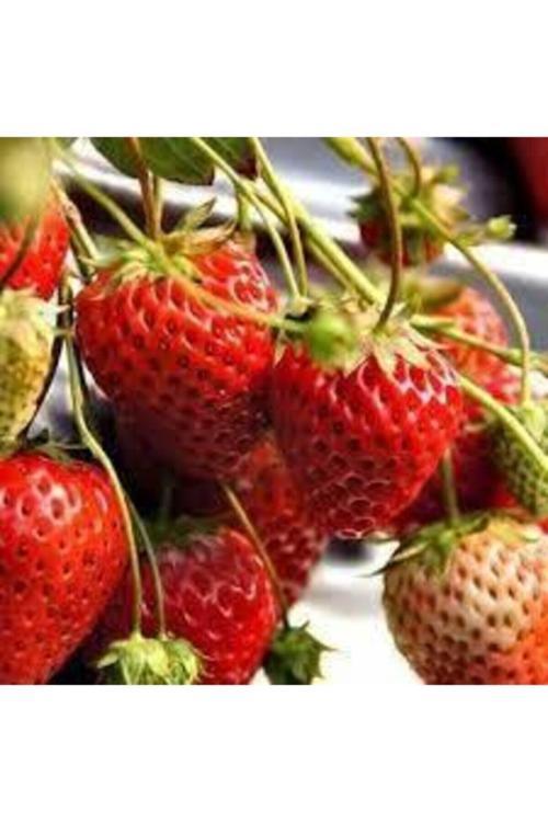 75 Adet Tohum Orijinal Organik Çilek Tohumu