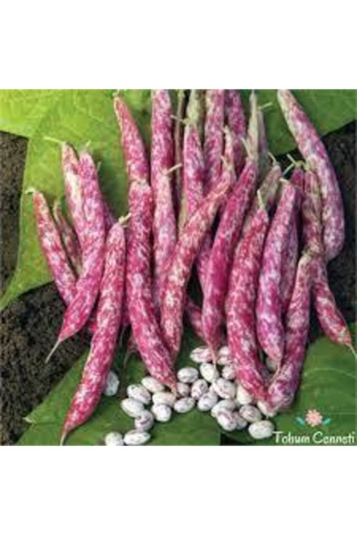 50 Adet Tohum Süper Paket Oturak Barbunya Tohumu Fasulye Tohumu Fasülye Tohumu