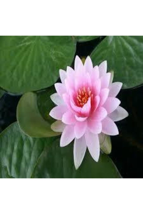 5 Adet Tohum Nadir Bulunan Pembe Lotus Çiçeği Tohumu Lotus Su Çiçeği Tohumu Nilüfer Çiçeği Tohumu