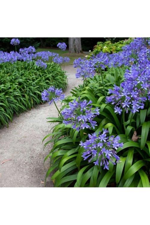 10 Adet Tohum Nadir Beyaz Osmanlı Saray Afrika Mavi Zambak Tohumu Hediye Tohumludur