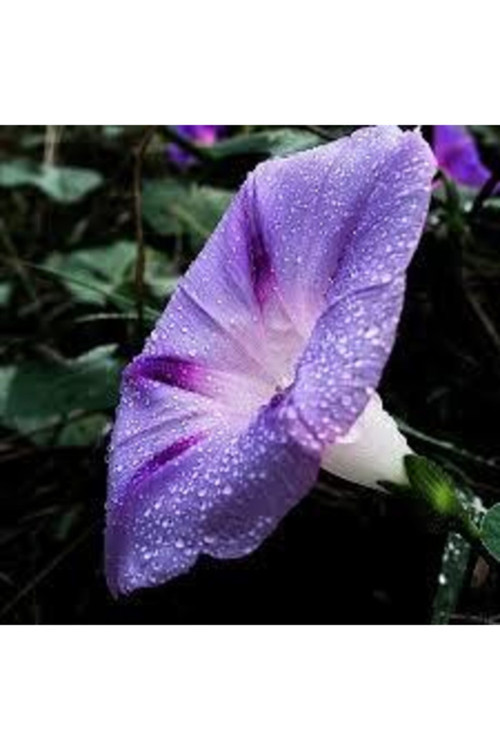 5 Adet Tohum Ipomea Purpurea Tropkilal Çiçek Çiçeği Tohumu Saksı Toprak Sürpriz Hediye Tohumludur