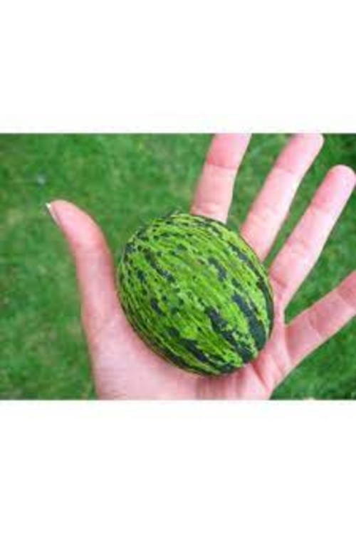 50 Adet Tohum Organik Turşuluk Yemelik Kelek Tohumu Organik Hediye Tohumlu