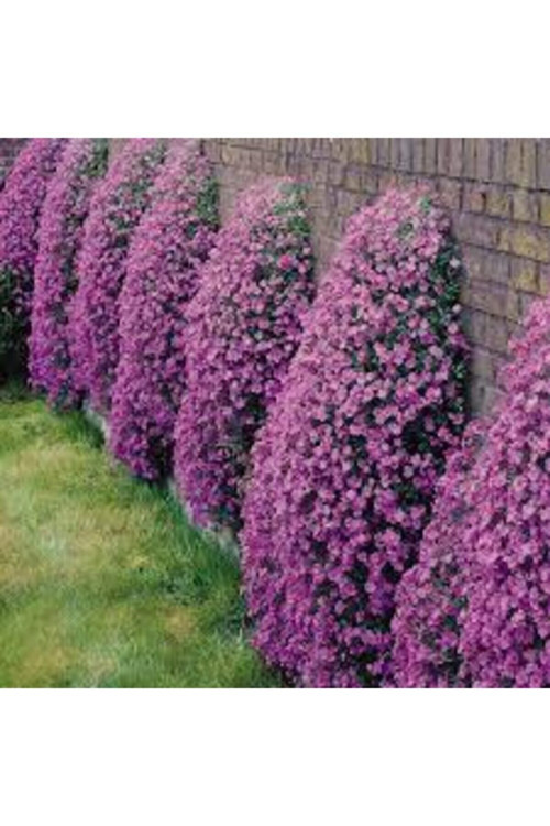 10 Adet Tohum 5 Farklı Alisso Çiçeği Tohumu Çiçek Tohumu Alisso Çiçeği Saksı Toprak Hediyemiz