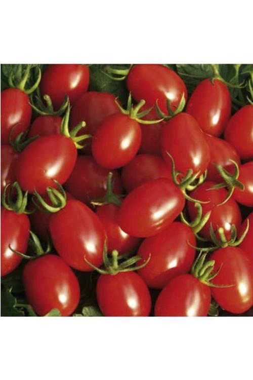 100 Adet Tohum Organik Orjinal Köy Cherry Çeri Domates Tohumu Saksı Toprak Hediyemizdir