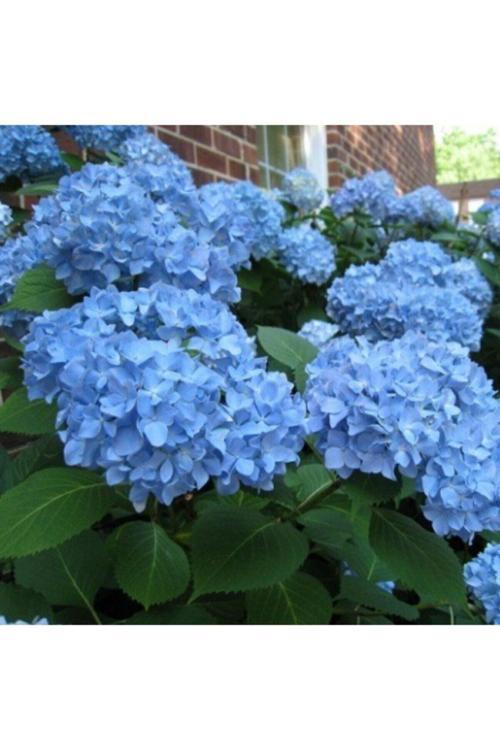 10 Adet Tohum Nadir Civanperçemi Çiçeği Civan Perçemi Çiçeği Tohumu Saksı Toprak Hediyemizdir