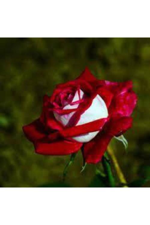 10 Adet Tohum Nadir Kırmızı Beyaz Gül Tohumu Organik Tohum Saksı Toprak Sürpriz Hediye Tohumludur