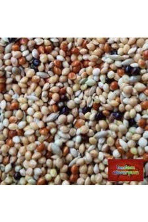 2Kğ Saf Kuş Yemi Her Türlü Kuş Için Uygun Besleyici Mineralli Kuş Yemi Muhabbet Kanarya Hint Bülbülü