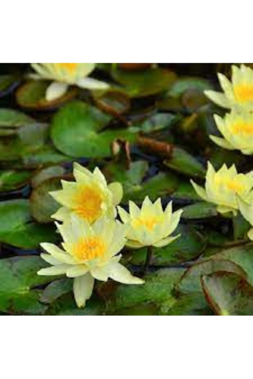 10 Adet Tohum Nadir Sarı Lotus Su Zambağı Tohumu Organik Su Çiçeği Tohumu Nilüfer