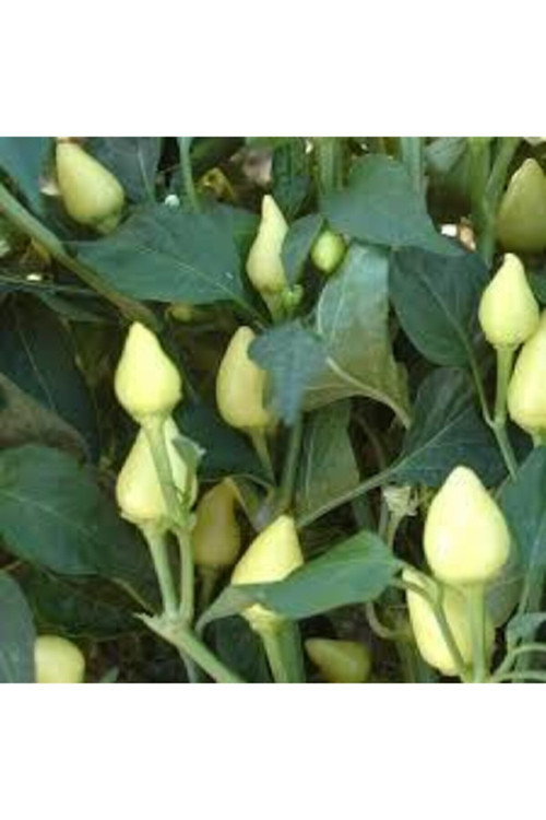 20 Adet Tohum Acı Süs Biberi Tohumu Fındık Biberi Tohumu Topak Biber Tohum