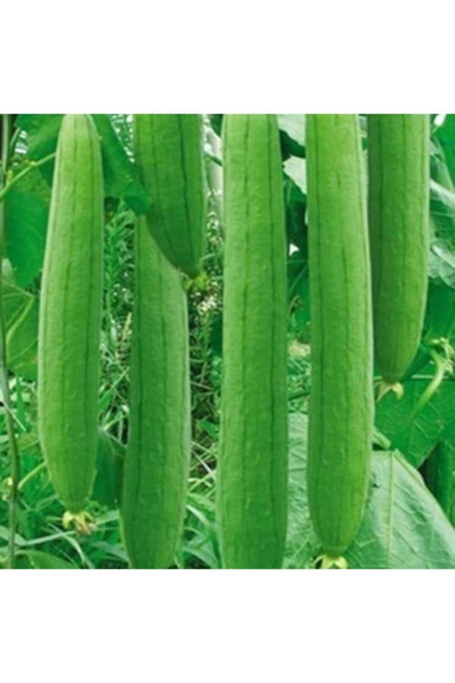 100 Adet Tohum Doğal Banyo Lifi Tohumu Organik Yeni Hasat Taze Lif Kabağı Tohumu Saksı Torak Hediye