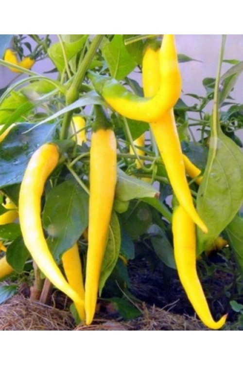 100 Adet Tohum Nadir Sarı Golden Ceyenne Biber Tohum Hobi Bahçe