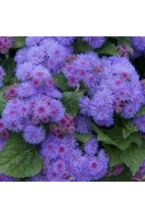 10 Adet Tohum Vapur Dumanı Çiçek Tohumu