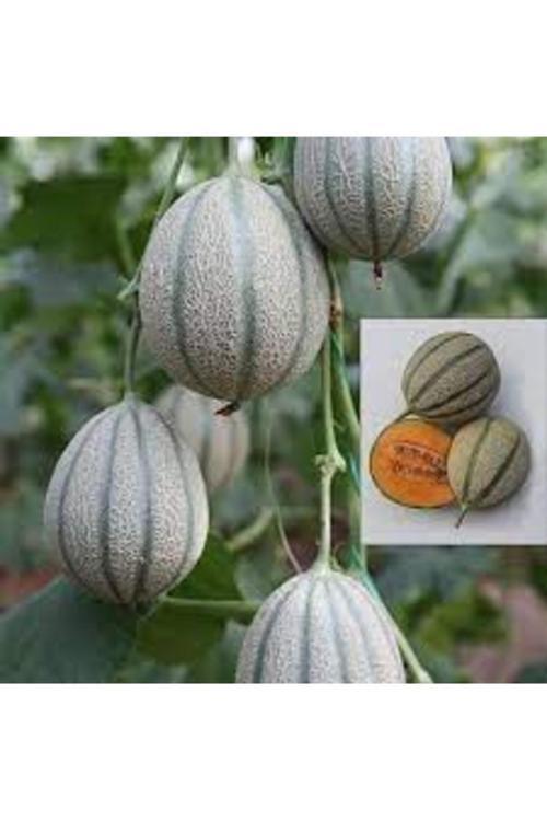 10 Adet Tohum Nadir Bol Verim Damga Kavunu Kavun Tohumu Saksı Topraklı