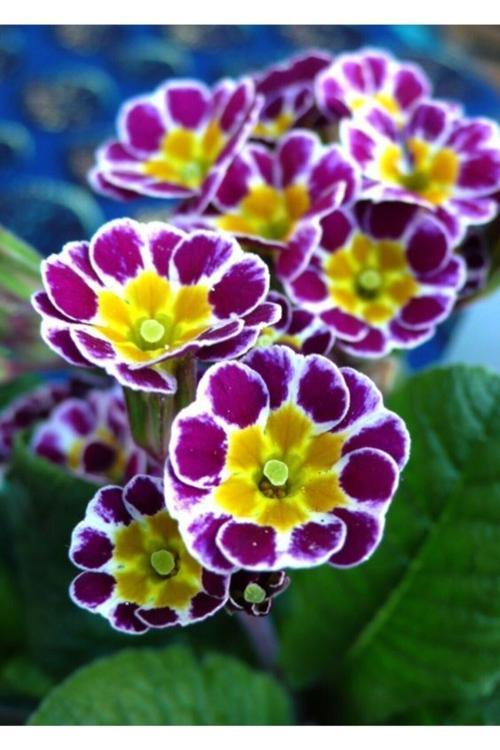 20 Adet Tohum Nadir Bulunan Çuha Çiçeği Tohumu Çüha Çiçek Tohumu Hediye Tohumlu