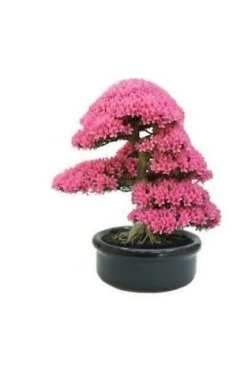 35 Adet Tohum Bodur Bonsai Pembe Erguvan Ağacı Bonzai Tohumu Organik Bahçe Saksı Toprak Hediyemizdir