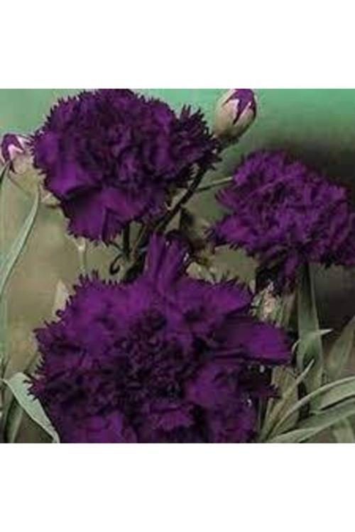 Mor Karanfil Çiçeği Tohumu 25 Adet Tohum