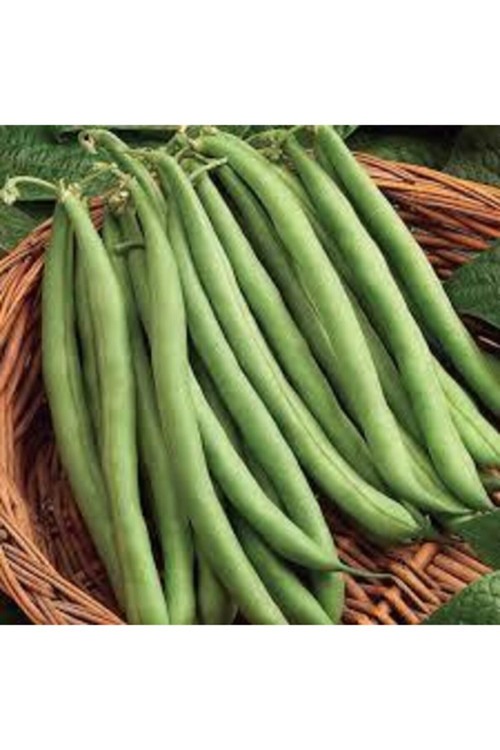 100 Adet Tohum Süper Paket Gina Fasulye T