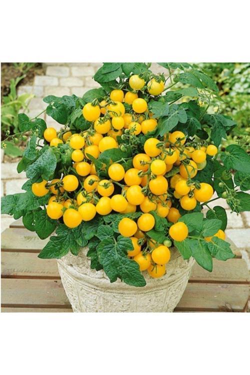 20 Adet Tohum Saksılık Sarı Çeri Cherry Domates Tohumu Organik Saksı Toprak Hediyemiz