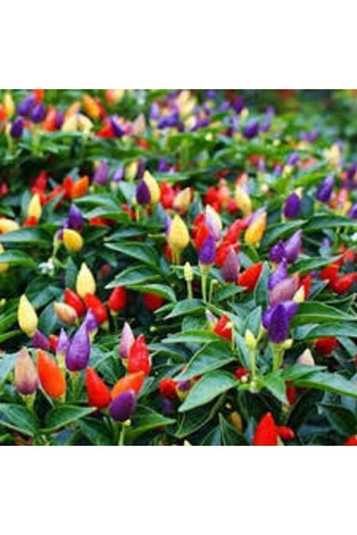 50 Adet Tohum Yediveren Acı Süs Biberi Tohumu Süper Kalite Turşuluk Yemeklik Sürpriz Hediye Tohum