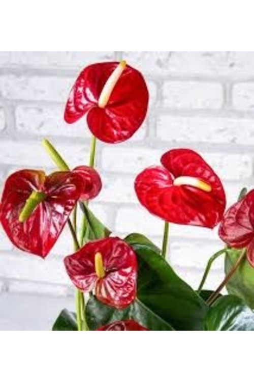 15 Adet Tohum Flamingo Çiçeği Tohumu Hobi Balkon Çiçeği Flamingo Kırmızı Çiçek Tohumu Hediye Tohum