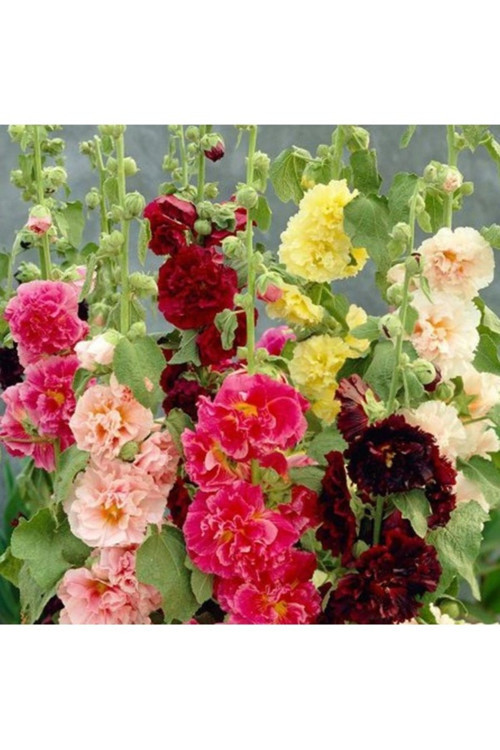 20 Adet Tohum Katmerli Hatmi Hatim Çiçeği Tohumu Mezarlık Kabir Çiçeği Tohum