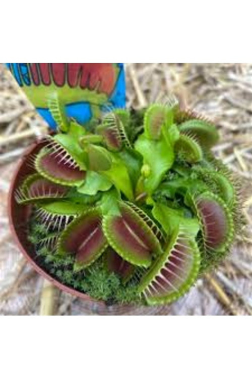 50 Adet Tohum Sinek Yiyen Nepenthes Sinek Kapan Etobur Etçil Bitki Çiçek İthal Tohum