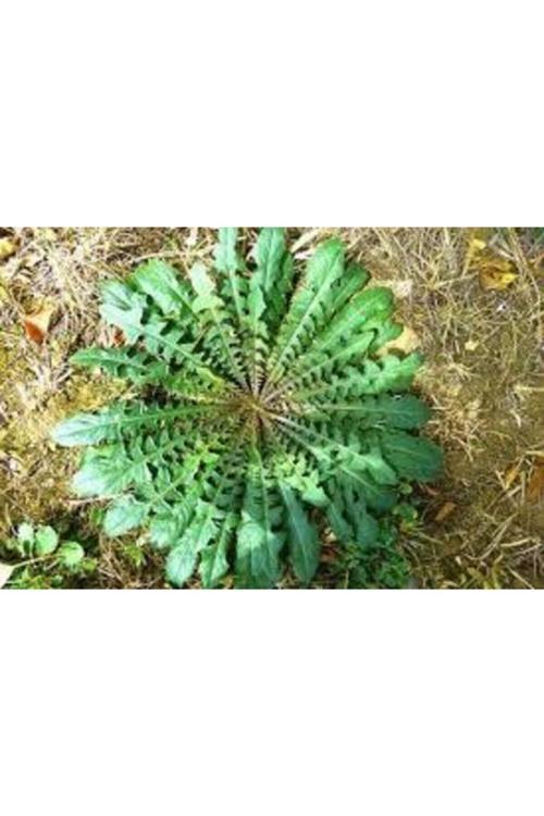 300 Adet Tohum Nadir Hindiba Hindibağ Tohumu Hindi Bağı Tohumu Sürpriz Hediye Tohumludur