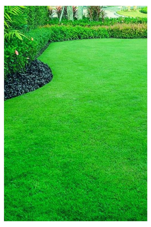 2 Kg 6Lı Karışım Özel Çim Tohumu Güneş Ve Gölgede Yetişebilen Villa Bahçe Tohumlar Çim Tohumu