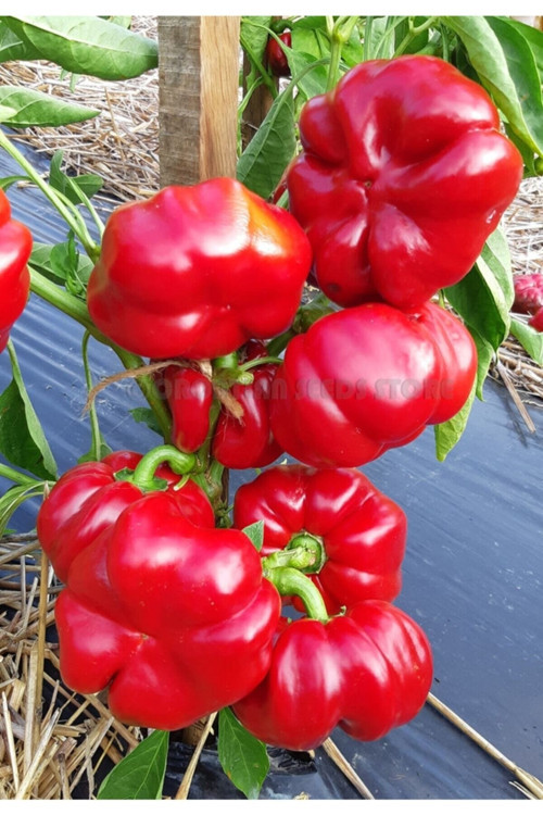 20 Adet Tohum Nadir Kırmızı Tatlı Domates Biberi Tohumu Organik Bahçe Tohum Hediye Tohumlu