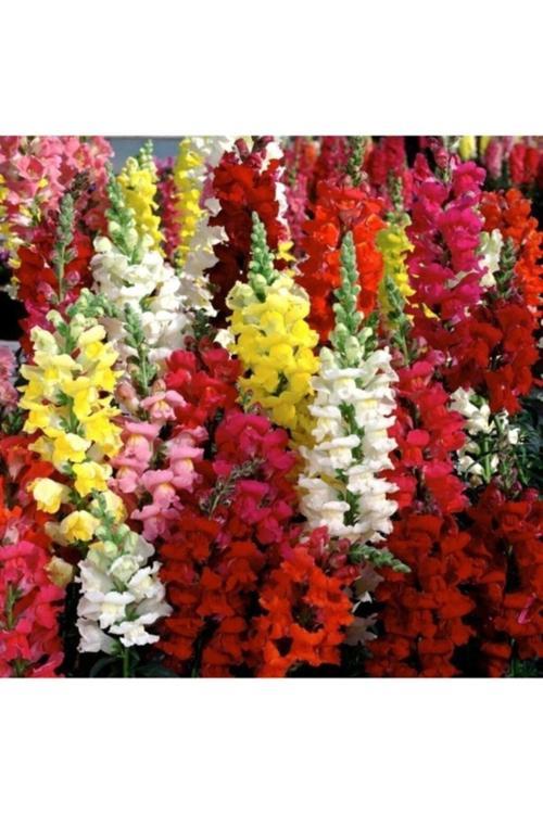 20 Adet Tohum Nadir Karışık Aslanağzı Çiçeği Tohumu Aslan Ağzı Çiçek Tohumu Hediye Tohumlu