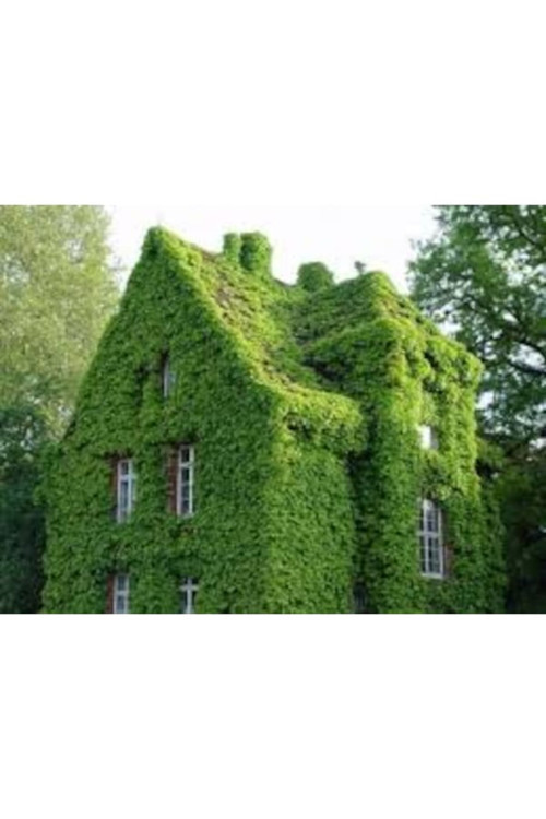 200 Adet Tohum Organik Bahçe Orman Sarmaşık Duvar Villa Sarmaşık Tohumu