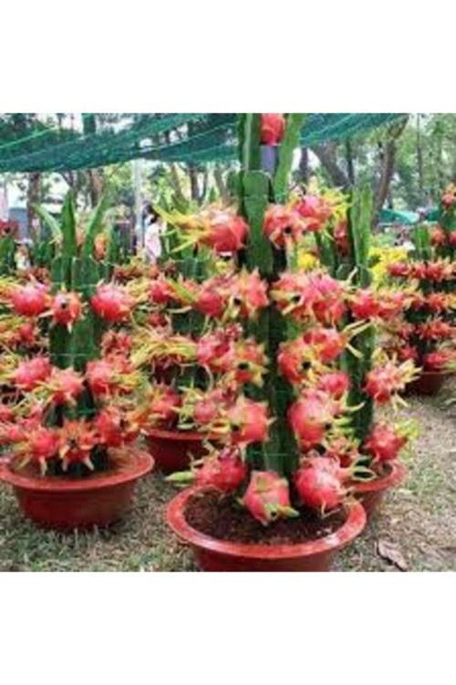 10 Adet Tohum Organik Tropikal Saksılık Pitaya Meyve Ağaç Tohumudur
