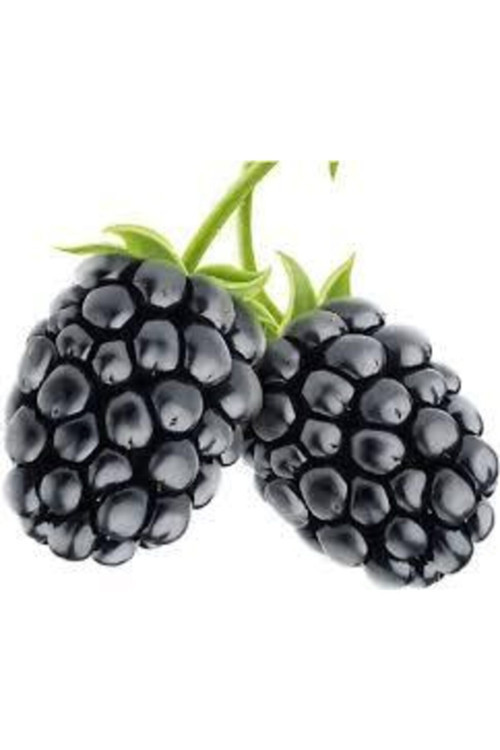 20 Adet Tohum Ithal Nadir Tropikal Ahududu Ahu Dudu Kara Böğürtlen Tohum Süpriz Hediye Tohum