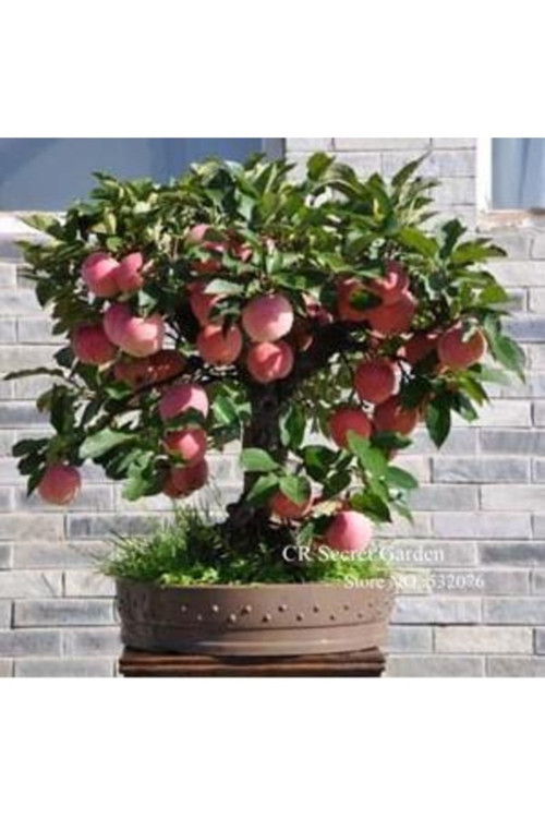 10 Adet Tohum Organik Hobi Bahçe Elma Bonsai Ağaç Tohumu Saksı Topraklı