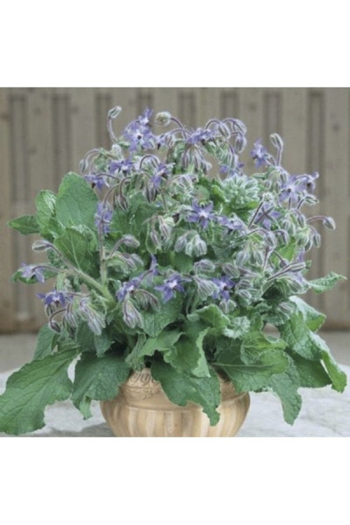 50 Adet Tohum Nadir Bulunan Mis Kokulu Mavi Hodan Çiçeği Tohumu Hediye Tohumludur