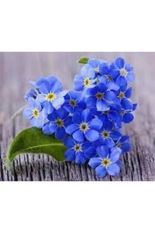 20 Adet Çok Nadir Bulunan Unutma Beni Çiçeği Tohumu Beni Unutma Çiçek Hediye Tohumlu