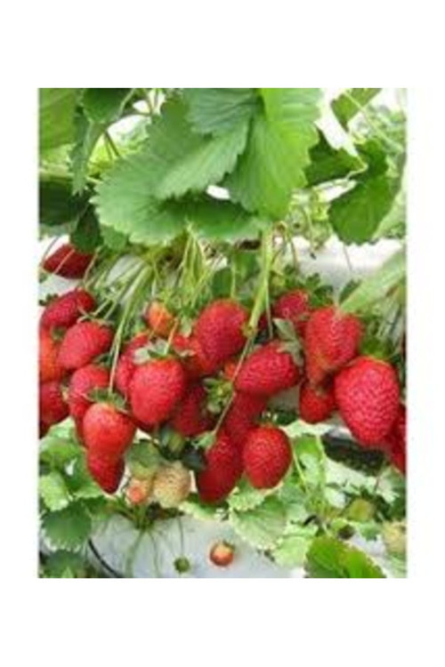 100 Adet Tohum Nadir Antalya Organik Çilek Tohumu Tatlı İri Çilek Tohum