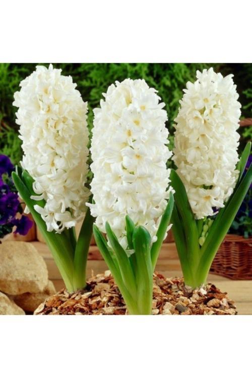 20 Adet Tohum Nadir Beyaz Sümbül Çiçeği Tohumu Soğan Değil Tohumdur Saksı Toprak Hediye