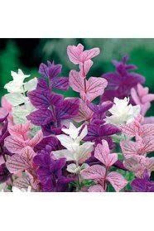 100 Adet Tohum Adaçayı Çiçeği Tohumu Mor Ada Çay Çiçek Tohumu Saksı Toprak Sürpriz Hediye Tohumludur