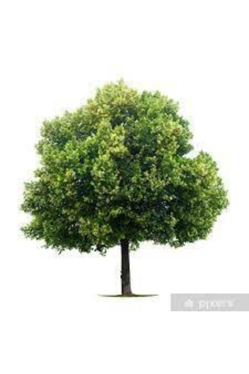 5 Adet Tohum Nadir Ihlamur Ağacı Tohumu Ihlamur Ağacı Sürpriz Hediye Tohumla Birlikte Gönderilir