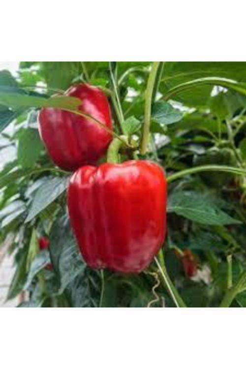 30 Adet Tohum Nadir Kırmızı Dolmalık Biber Tohumu Saksı Toprak Sürpriz Hediye Tohumlu