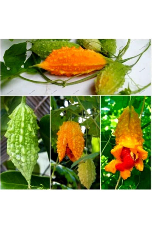 30 Adet Tohum Tohum Nadir Kudret Narı Tohumu Cennet Meyvesi Tohumu Sürpriz Hediye Tohumludur