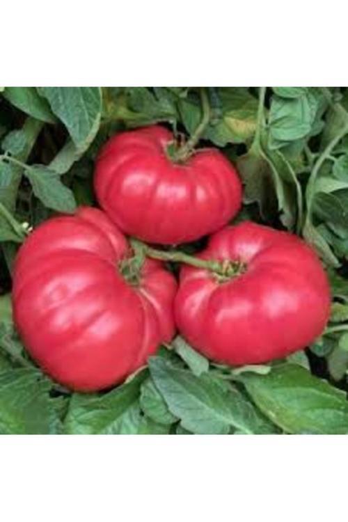 200 Adet Tohum İri Okka Köy Domatesi Oturak Domates Tohumu Organik Taze Tohum