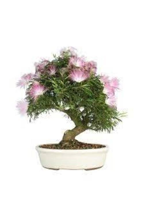 5 Adet Tohum Gülübirişim Bonsai Ağaç Tohumu Muhteşem Çiçeği Ve Kokusu Ile Özel Ağaç Sürpriz Hediye