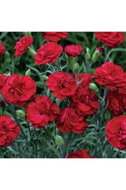 100 Adet Tohum Kırmızı Bodur Karanfil Çiçeği Tohumu Karanfil Tohumu