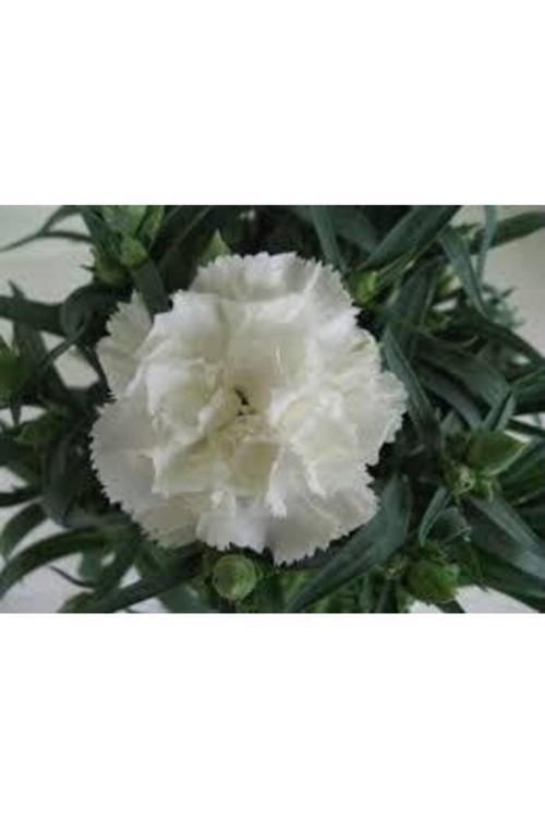 Beyaz Karanfil Çiçeği Tohumu 25 Adet