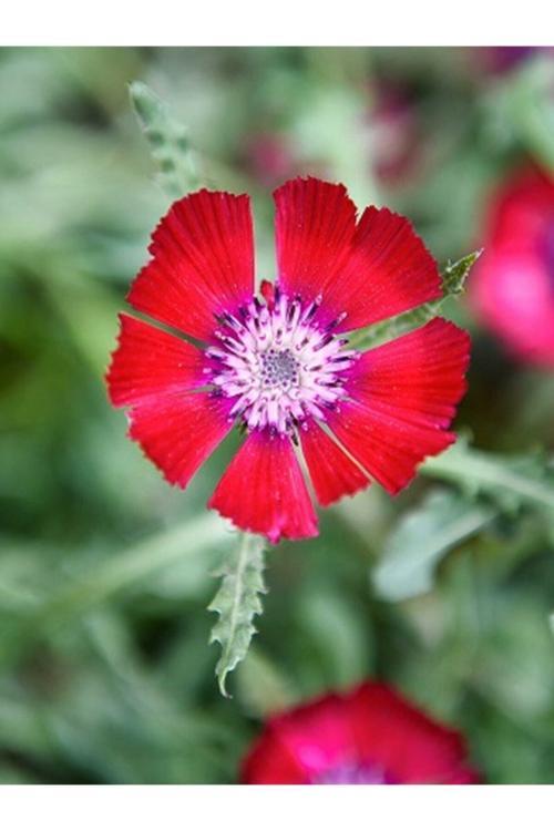 100 Adet Nadir Bulunan Sevgi Çiçeği Tohumu Sevgi Çiçek Tohumu Saksı Toprak Hediyemiz