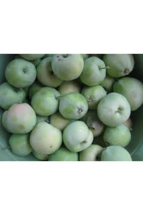 5 Adet Tohum Nadir Niğde Tatlı Yaz Elması Elma Tohumu Organik Tohum