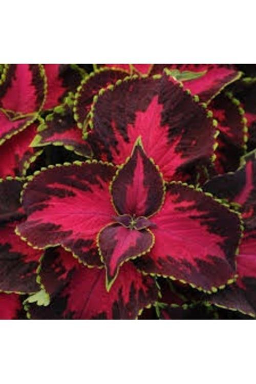 50 Adet Tohum Organik İthal Karışık İthal Kalyos Çiçeği Tohumu Saksı Toprak Hediyeli