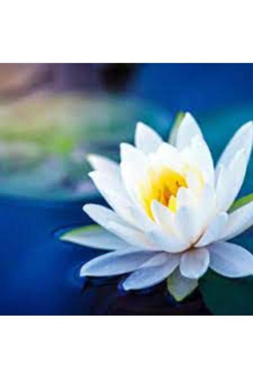 15 Adet Tohum Nadir Beyaz Lotus Dev Çiçek Tohumu Su Zambağı Nilüfer Kutsal Japon Çiçeği Tohumu